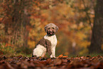 Lagotto Romagnolo