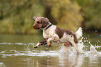 Lagotto Romagnolo