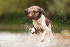 Lagotto Romagnolo