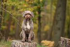 Lagotto Romagnolo