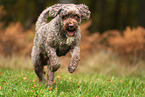 Lagotto Romagnolo