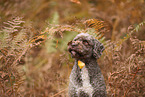 Lagotto Romagnolo