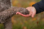 Lagotto Romagnolo