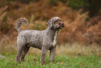 Lagotto Romagnolo