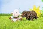 Lagotto Romagnolo puppy