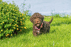 Lagotto Romagnolo puppy