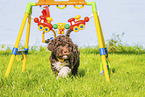 Lagotto Romagnolo puppy