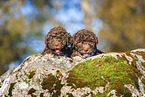 Lagotto Romagnolo puppies