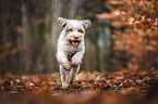 male Lagotto Romagnolo