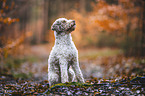 male Lagotto Romagnolo