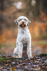 male Lagotto Romagnolo