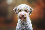 male Lagotto Romagnolo