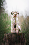 male Lagotto Romagnolo