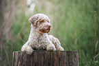 male Lagotto Romagnolo