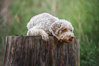 male Lagotto Romagnolo