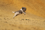 Lagotto Romagnolo