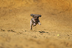 Lagotto Romagnolo