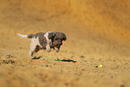 Lagotto Romagnolo
