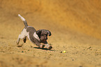 Lagotto Romagnolo