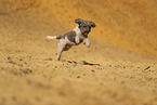 Lagotto Romagnolo