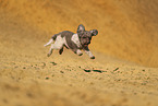 Lagotto Romagnolo