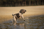Lagotto Romagnolo
