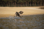 Lagotto Romagnolo