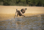 Lagotto Romagnolo