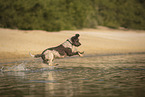 Lagotto Romagnolo