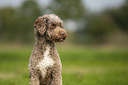 Lagotto Romagnolo