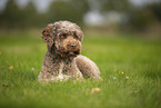 Lagotto Romagnolo
