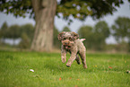 Lagotto Romagnolo