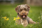 Lagotto Romagnolo