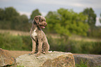 Lagotto Romagnolo