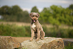 Lagotto Romagnolo