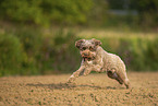 Lagotto Romagnolo