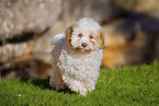 Lagotto Romagnolo Puppy