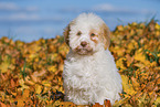 Lagotto Romagnolo Puppy