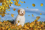 Lagotto Romagnolo Puppy
