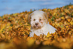 Lagotto Romagnolo Puppy