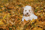 Lagotto Romagnolo Puppy