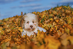 Lagotto Romagnolo Puppy