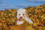 Lagotto Romagnolo Puppy
