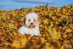 Lagotto Romagnolo Puppy