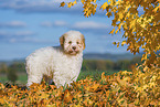 Lagotto Romagnolo Puppy