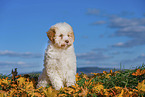Lagotto Romagnolo Puppy
