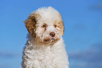Lagotto Romagnolo Puppy