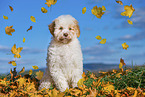 Lagotto Romagnolo Puppy