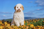 Lagotto Romagnolo Puppy