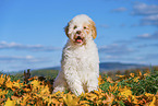 Lagotto Romagnolo Puppy